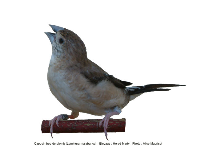 L'oiseau du jour