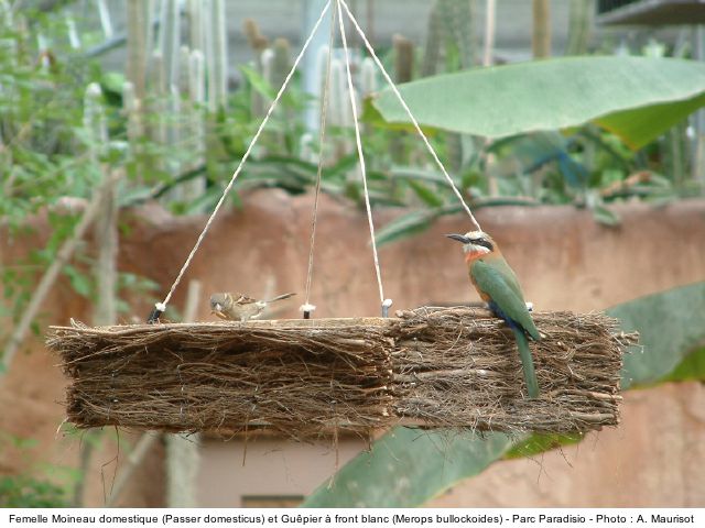 L'oiseau du jour