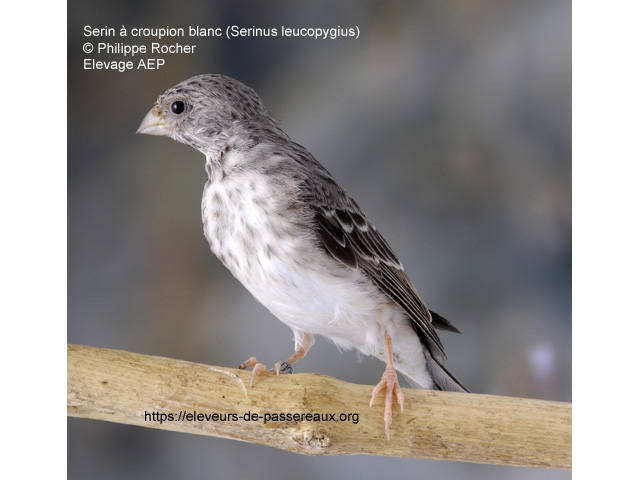 L'oiseau du jour