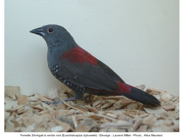 L'oiseau du jour