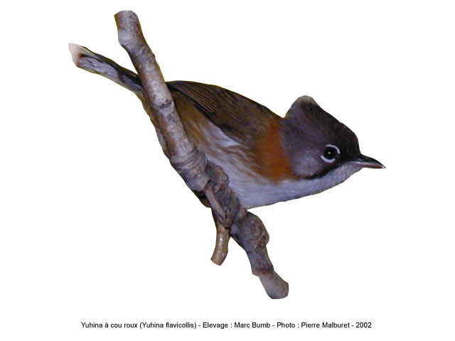 L'oiseau du jour